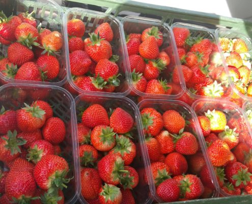 Strawberry Growing at Easter Grangemuir