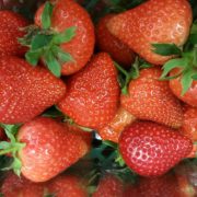 Strawberry Growing at Easter Grangemuir
